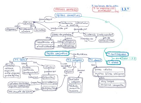 Mapas Mentais Sobre Tecidos Do Corpo Humano Study Maps