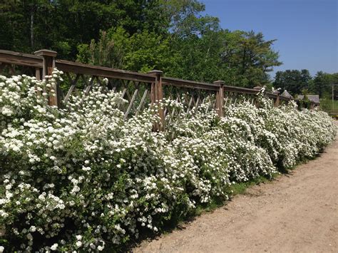 Spirea Hedge Stonehouse Farm Maine Arbuste Jardins Blancs Jardins