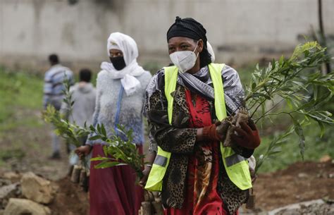 Are Huge Tree Planting Projects More Hype Than Solution Yale E360