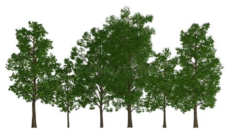 Group Of Trees Isolated On White 3d Illustration Stock Illustration