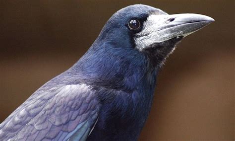 Researchers Say Crows Are Trying To Learn About Potential Dangers To