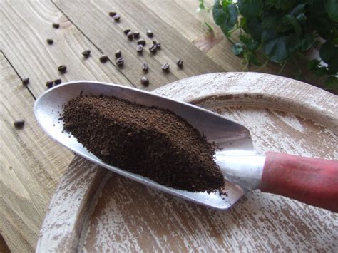 Using them for gardening is not a new discovery, but it adding the organic waste to your vegetable garden can really give your crops a boost and you can be safe in the knowledge you are using only. Using Coffee Grounds In The Garden | HGTV