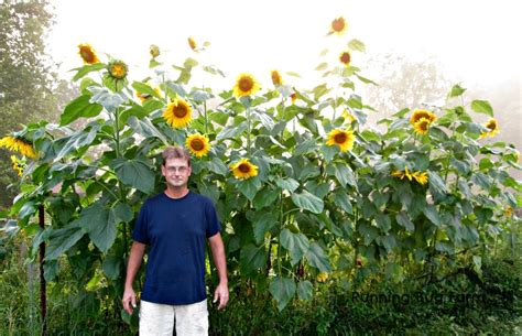 Starting Sunflowers From Seeds - RUNNING BUG FARM