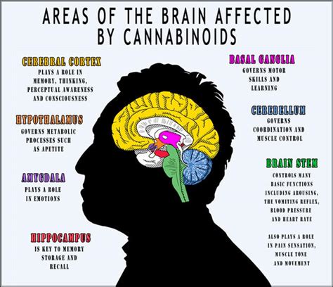 How Cannabinoids Affect The Brain