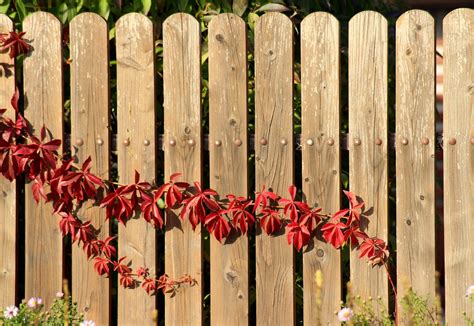 Best Plant Vines To Grow On Your Residential Fence Hercules Fence