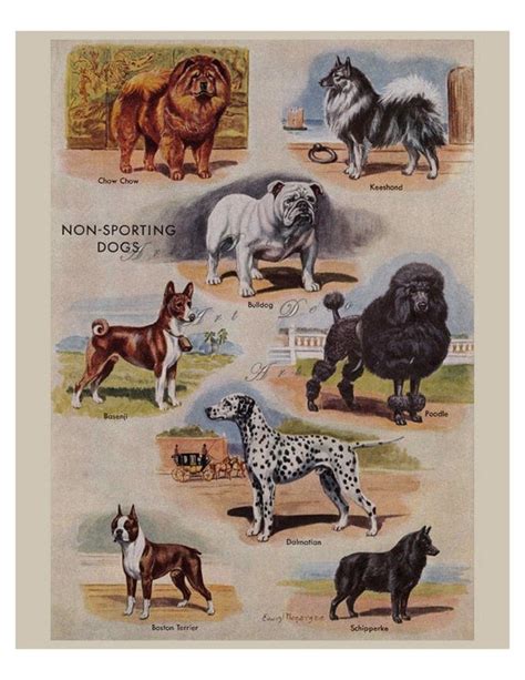 Vintage Dog Illustration1950s Book Illustration By Artdeco