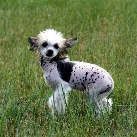 Chinese Crested Puppy Pictures Toy Dog Puppy Pictures Chinese Crested
