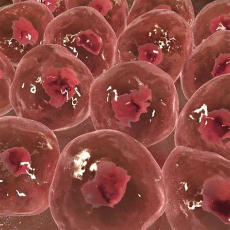 Afbeeldingsresultaat Voor Microscopic Human Skin Cells Science Nerd