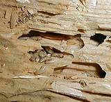Pictures of Ant Or Termite Damage