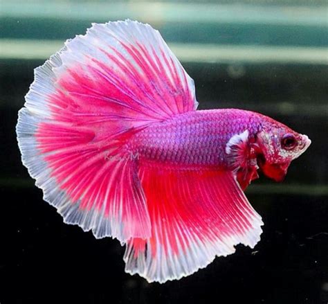 Pink Pearl Betta Betta Fish Types Betta Fish Beta Fish