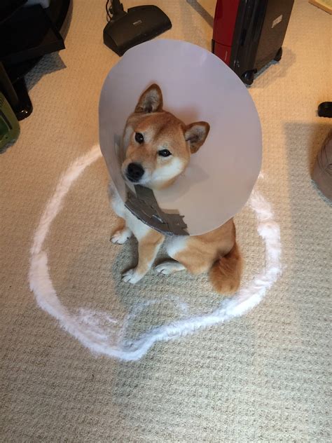 We hear rumors of underground rabbit transport, and there are. Can Salt Kill Fleas. Note-worthy Tips for Using Salt to ...