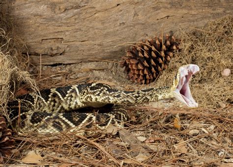 Rattlesnakes Animals Amazing Facts And Latest Pictures All Wildlife