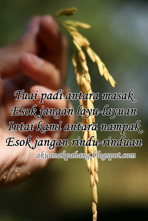 Chords for tuai padi antara masak. INFO TUAI PADI | AKU ANAK PAHANG