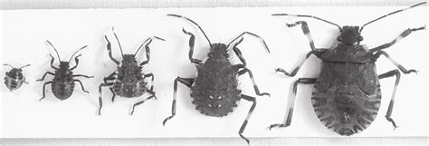Stink Bug Life Cycle Diagram Josphine Lyman