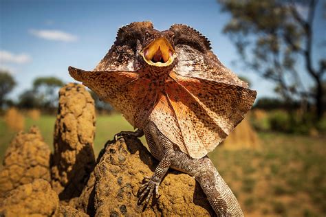 Frill Neck Lizard Displays On A Termite Mound Nt Australia Photograph By Paul Williams
