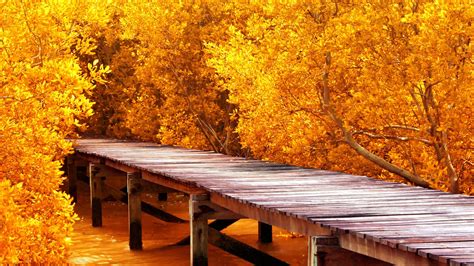 Autumn Yellow Trees 1920 X 1080 Hdtv 1080p Wallpaper