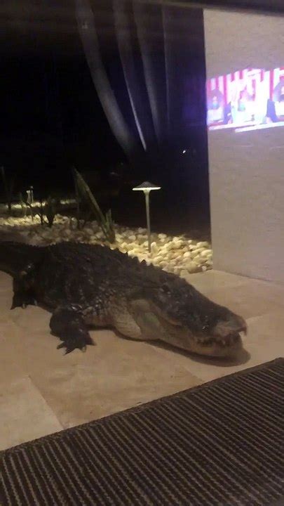 Massive Gator Spotted Outside Sarasota Home Video Dailymotion