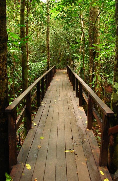 Free Stock Photo Of Small Bridge In Forest Download Free Images And