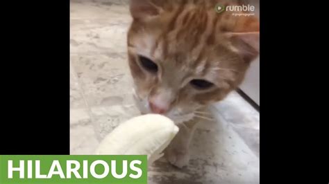 Cat Has Hilarious Reaction To Banana YouTube