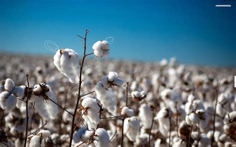 Cotton Field Wallpapers Top Free Cotton Field Backgrounds