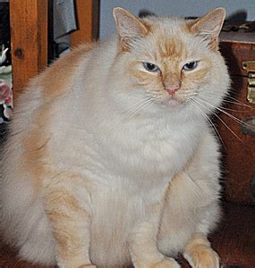 Cats often vomit clear liquid prior to coughing up hairballs; Cat Vomiting Diarrhea And Blood In Stool