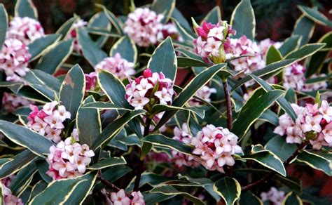 We did not find results for: Daphne odora Aureomarginata - Fragrant Hardy Evergreen Shrub