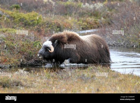 Musk Ox In Dovre National Park Norway Stock Photo Alamy