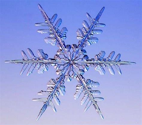 The Unbelievable World Of Snowflakes Snowflakes Real Snowflakes