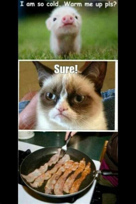 My Favorite Grumpy Cat Memes Jaymans Blog
