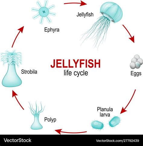 Life Cycle Jellyfish From Eggs To Larva Polyp Vector Image