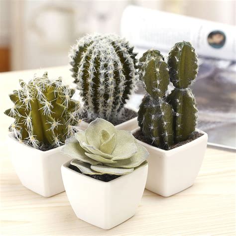 Enjoy Your Mini Cactus Plant How To Care Add Interest To Your Study