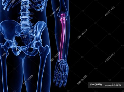 Ulna Bone In Skeleton Of Human Body Computer Illustration — Medicine