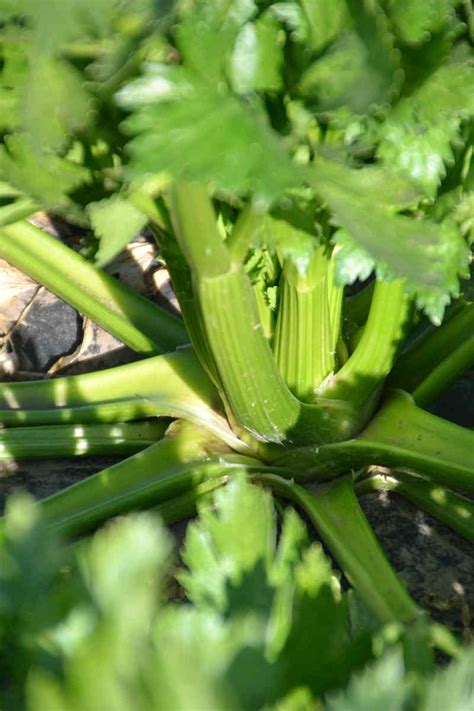 Growing Celery In Containers And Pots