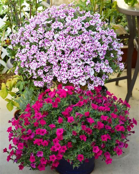 One Plant In Each Pot Is Perfect For Super Big Proven Winners