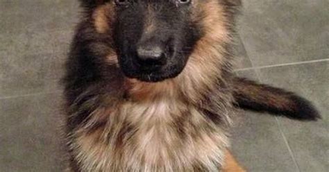 Floppy Ears German Shepherd Puppy Fluffy Black Cute Dog