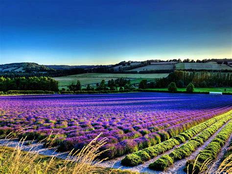 Beautiful Nice Lavender Colorful Flowers Field In Fog Mountains
