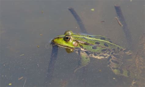 333 Zen Frog Stock Photos Free And Royalty Free Stock Photos From