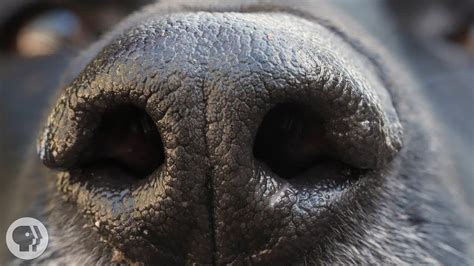 How Your Dogs Nose Knows So Much Deep Look