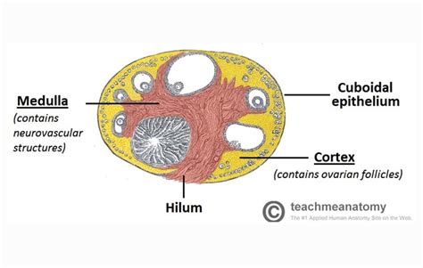 Ovarium Pengertian Struktur Fungsi Cekrisna