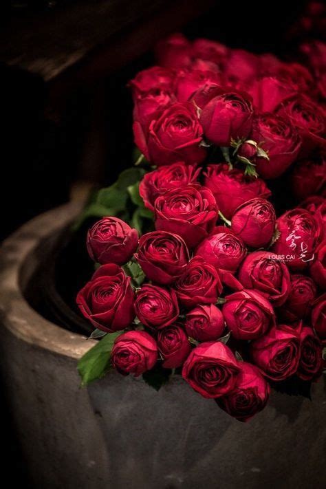 Beautiful Rose Flowers My Flower Red Flowers Beautiful Flowers Romantic Roses Red Rose Love
