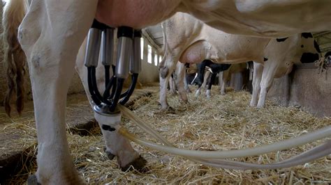 Milking Machine On Udder Cows Stand In Stall Stock Footage Sbv