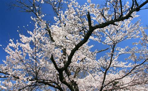 1920x1180 Flowering Branches Sakura Spring Sky Mood Wallpaper