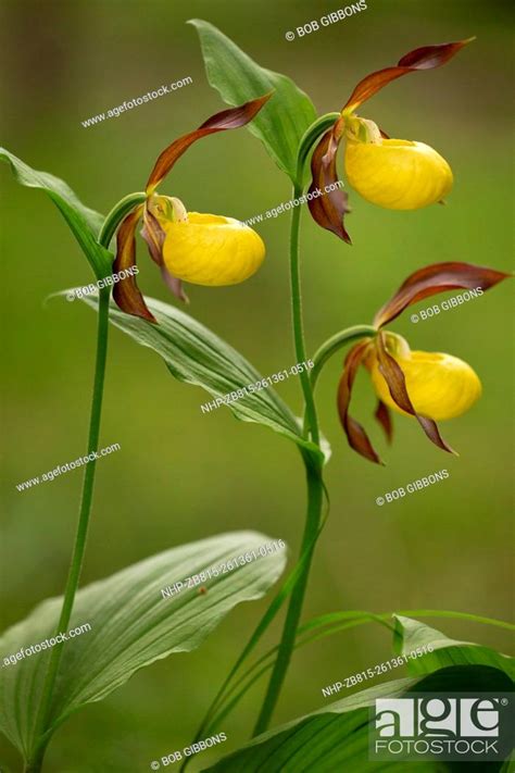 Ladys Slipper Orchid Cypripedium Calceolus In Flower In Woodland