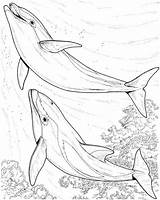 Dolphin Coloring Pages Dolphins Colouring Cetaceans Print Gif sketch template