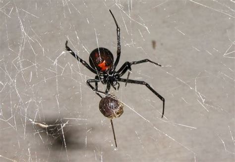 Hair Raising Facts About The Black Widow Spider