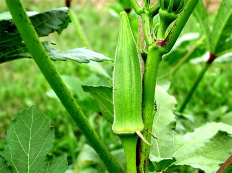 How To Grow Okra From Fresh Okra