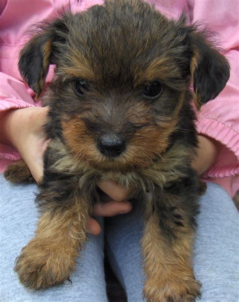 Yorkiepoo Dogs Cute Yorkie Poo Puppies Kittens And Puppies Cute