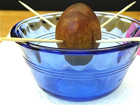 It usually takes about 0.16 seconds once they touch soil. How to Grow an Avocado Tree from an Avocado Pit - The ...