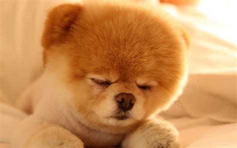 Cute Baby Dog Wallpapers Top Free Cute Baby Dog Backgrounds