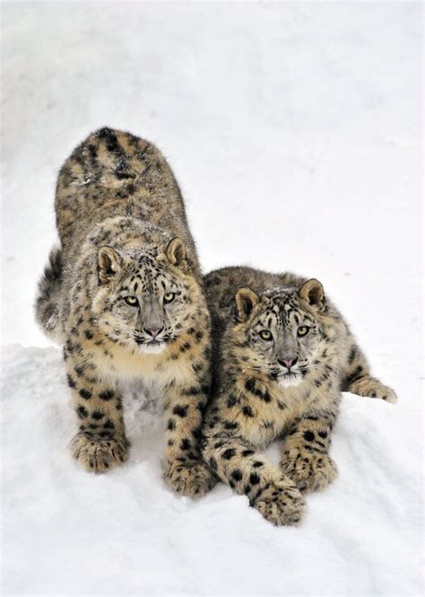 Young Clouded Snow Leopards Taking Time Out From Their Play Large Cats